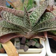 Gasteria sp. Gasteria (Гастерия)