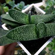 Gasteria sp. Gasteria (Гастерия)