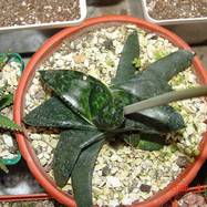 Gasteria sp. Gasteria (Гастерия)