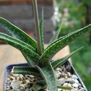 Gasteria sp. Gasteria (Гастерия)