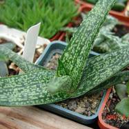 Gasteria sp. Gasteria (Гастерия)