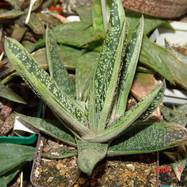 Gasteria cv 'Little Warty' Gasteria (Гастерия)