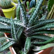 Gasteria verrucosa Gasteria (Гастерия)