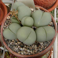 Gibbaeum heathii GIBBAEUM (ГИББЕУМ)