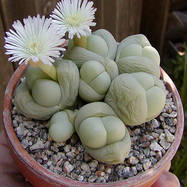 Gibbaeum heathii GIBBAEUM (ГИББЕУМ)