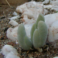 Gibbaeum pubescens GIBBAEUM (ГИББЕУМ)