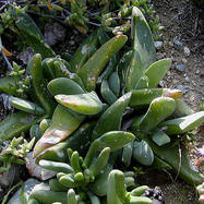 Gibbaeum velutinum GIBBAEUM (ГИББЕУМ)