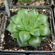 Haworthia alsonii Haworthia (Хавортия)