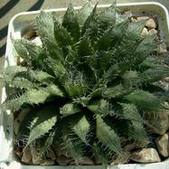 Haworthia arachnoidea Haworthia (Хавортия)