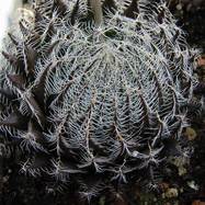 Haworthia arachnoidea Haworthia (Хавортия)