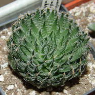 Haworthia arachnoidea Haworthia (Хавортия)