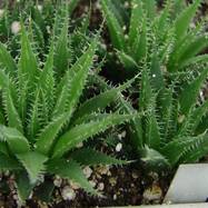 Haworthia arachnoidea v.xiphiophylla Haworthia (Хавортия)