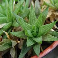 Haworthia batesiana Haworthia (Хавортия)