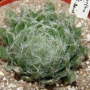 Haworthia bolusii Haworthia (Хавортия)