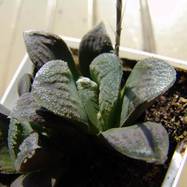 Haworthia chevagri Haworthia (Хавортия)