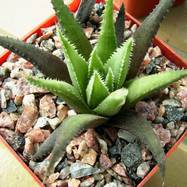 Haworthia chloracantha var.subglauca Haworthia (Хавортия)