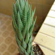 Haworthia сoarctata Haworthia (Хавортия)