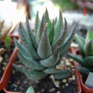 Haworthia coarctata Haworthia (Хавортия)