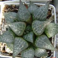 Haworthia comptoniana Haworthia (Хавортия)