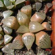 Haworthia comptoniana Haworthia (Хавортия)