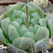 Haworthia cooperi var.dielsiana Haworthia (Хавортия)