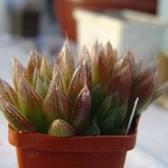 Haworthia cooperi var.leightonii Haworthia (Хавортия)