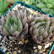 Haworthia cooperi var.pringleyi Haworthia (Хавортия)