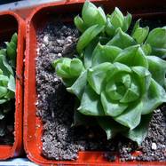 Haworthia cymbiformis var.liliputana Haworthia (Хавортия)