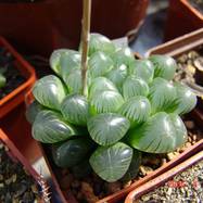 Haworthia cymbiformis x obtusa Haworthia (Хавортия)