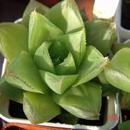 Haworthia cymbiformis var.setulifera Haworthia (Хавортия)