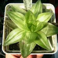 Haworthia cymbiformis var.variegata Haworthia (Хавортия)