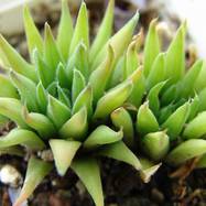 Haworthia divergens Haworthia (Хавортия)