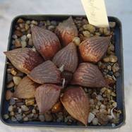 Haworthia emelyae Haworthia (Хавортия)