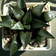 Haworthia emelyae var.comptoniana Haworthia (Хавортия)