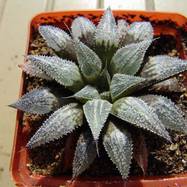 Haworthia emelyae f.major Haworthia (Хавортия)