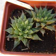 Haworthia emelyae var.multifolia Haworthia (Хавортия)