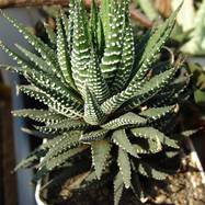 Haworthia fasciata Haworthia (Хавортия)