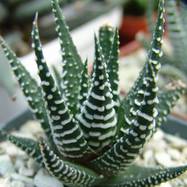 Haworthia fasciata Haworthia (Хавортия)