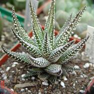 Haworthia сv 'Fish river' Haworthia (Хавортия)