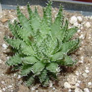 Haworthia herbacea Haworthia (Хавортия)