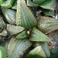 Haworthia koelmaniorum Haworthia (Хавортия)