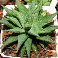 Haworthia limifolia Haworthia (Хавортия)