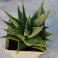 Haworthia limifolia Haworthia (Хавортия)