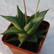 Haworthia limifolia Haworthia (Хавортия)