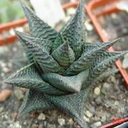 Haworthia limifolia f.nigra Haworthia (Хавортия)