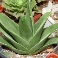 Haworthia marginata Haworthia (Хавортия)