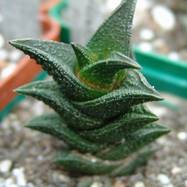 Haworthia nigra Haworthia (Хавортия)