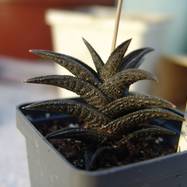 Haworthia nigra Haworthia (Хавортия)