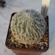 Haworthia odetteae Haworthia (Хавортия)