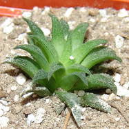 Haworthia parksiana Haworthia (Хавортия)